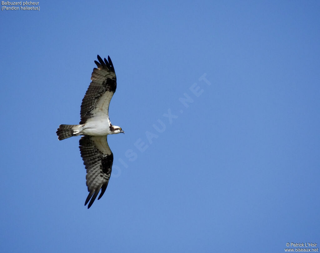 Ospreyadult, Flight