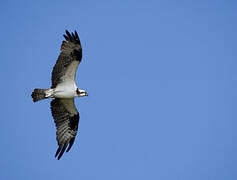 Western Osprey