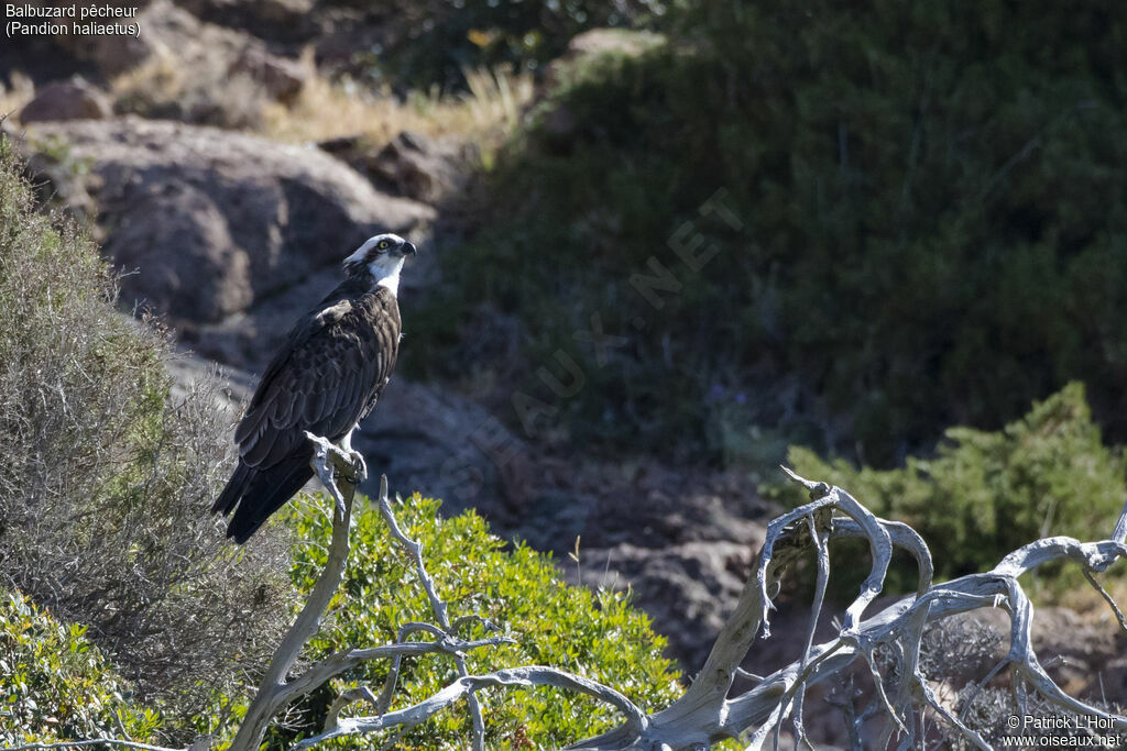 Western Osprey