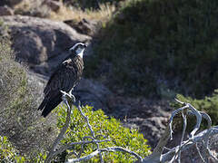 Western Osprey