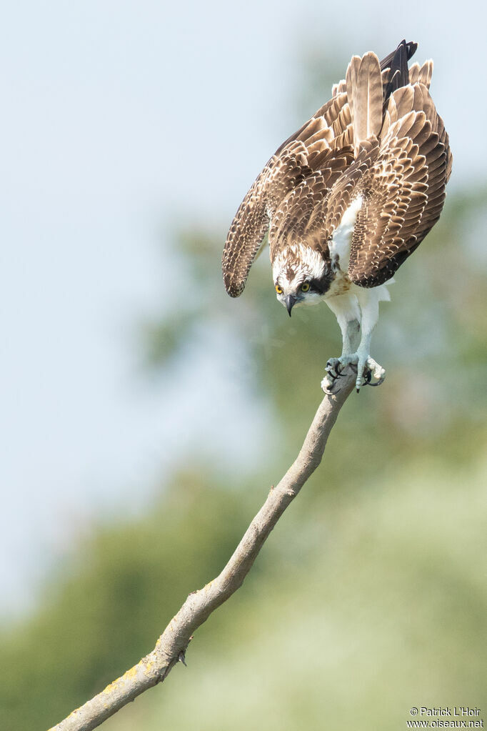 Balbuzard pêcheur