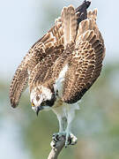 Western Osprey