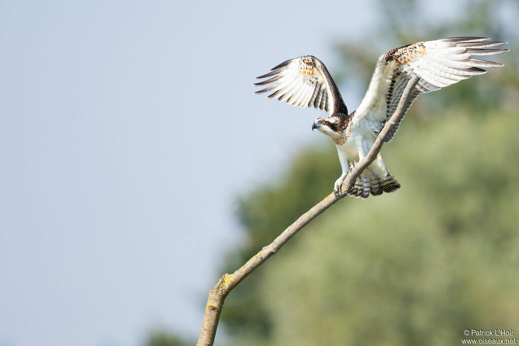 Ospreyjuvenile