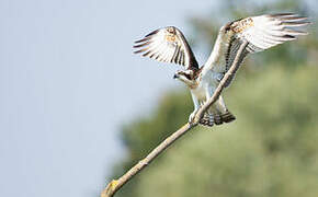 Western Osprey