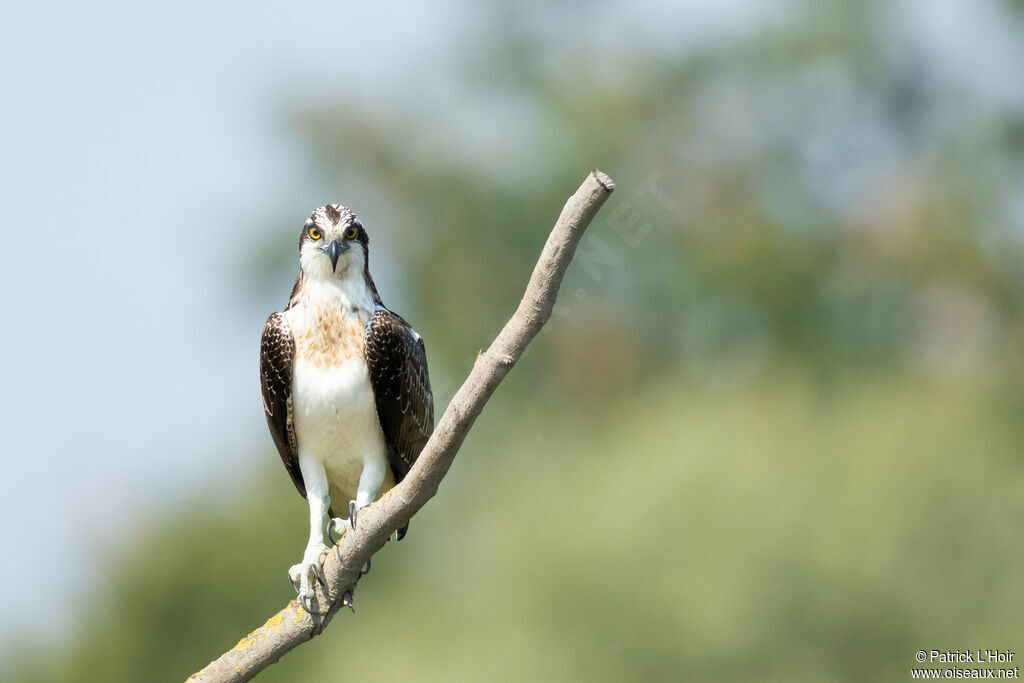 Western Ospreyjuvenile