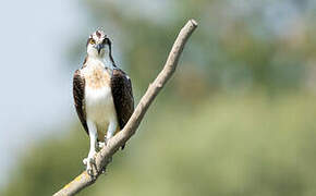 Western Osprey