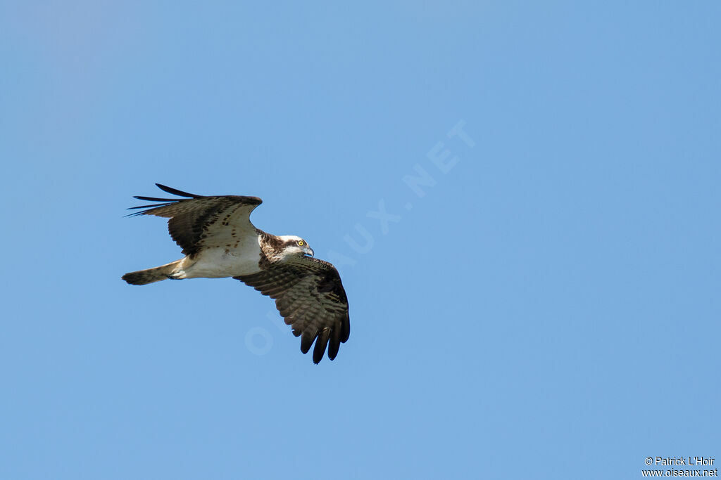 Western Osprey