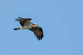 Western Osprey