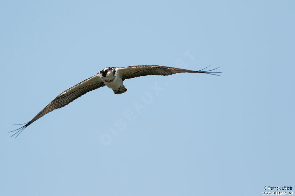 Western Osprey