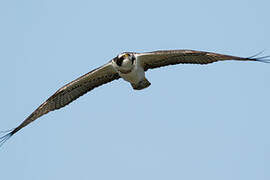 Western Osprey