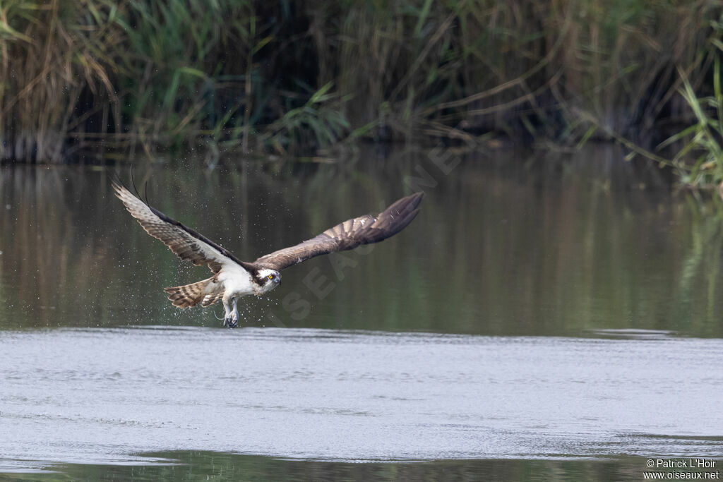 Western Osprey