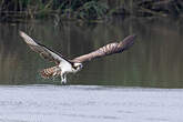 Balbuzard pêcheur