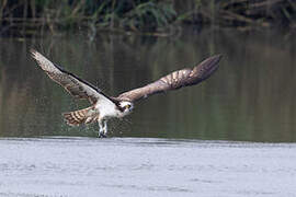 Western Osprey