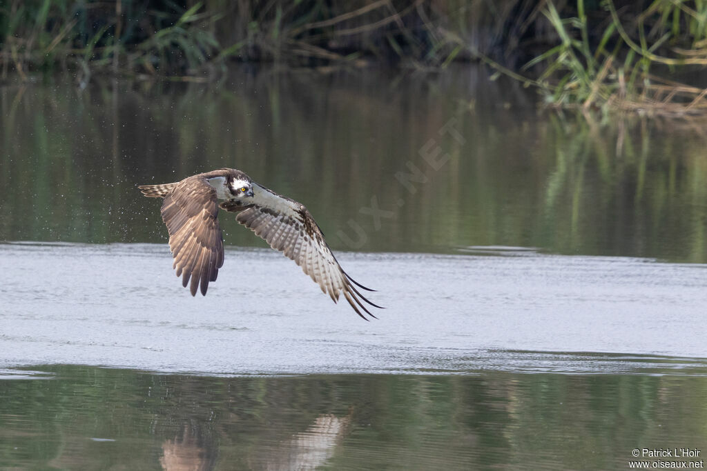 Balbuzard pêcheur