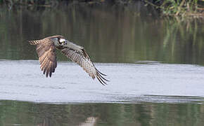 Western Osprey