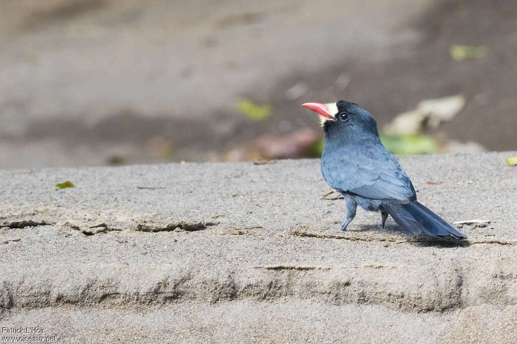 White-fronted Nunbirdadult, identification