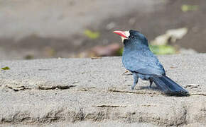 White-fronted Nunbird