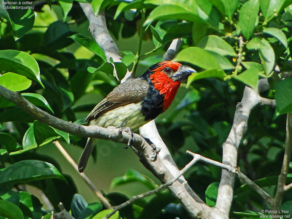 Black-collared Barbet