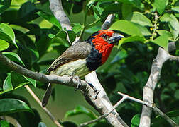 Black-collared Barbet