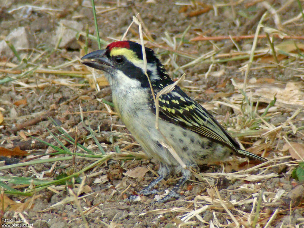 Red-fronted Barbet male adult, identification