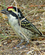 Red-fronted Barbet