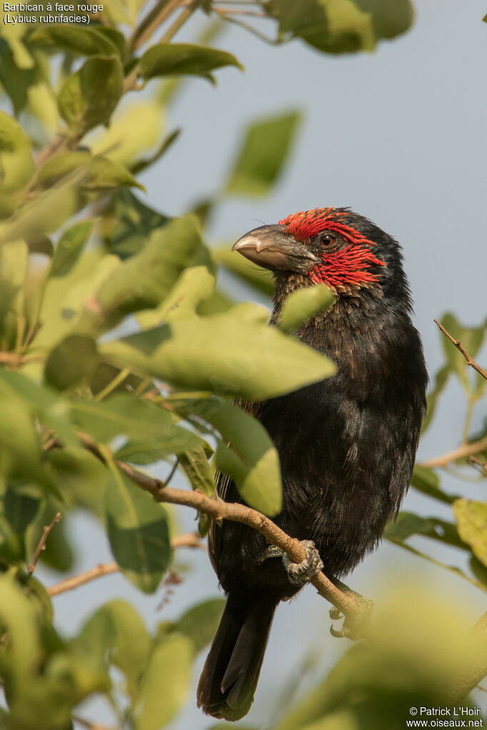 Red-faced Barbetadult