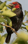 Red-faced Barbet