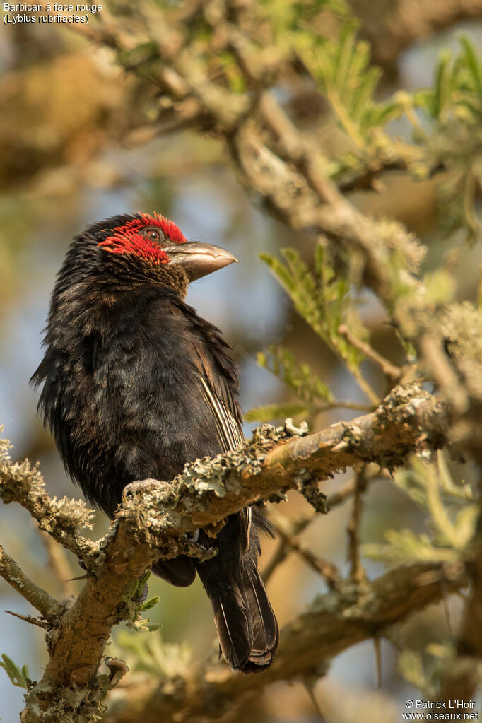 Red-faced Barbetadult