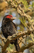 Red-faced Barbet