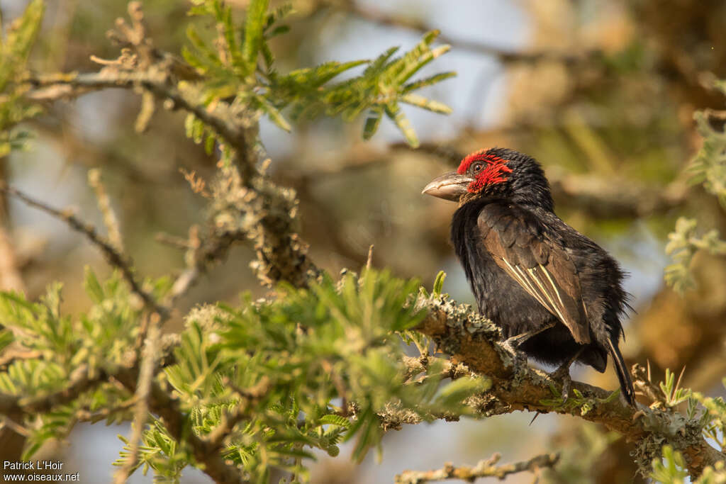 Red-faced Barbetadult, identification