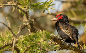 Red-faced Barbet