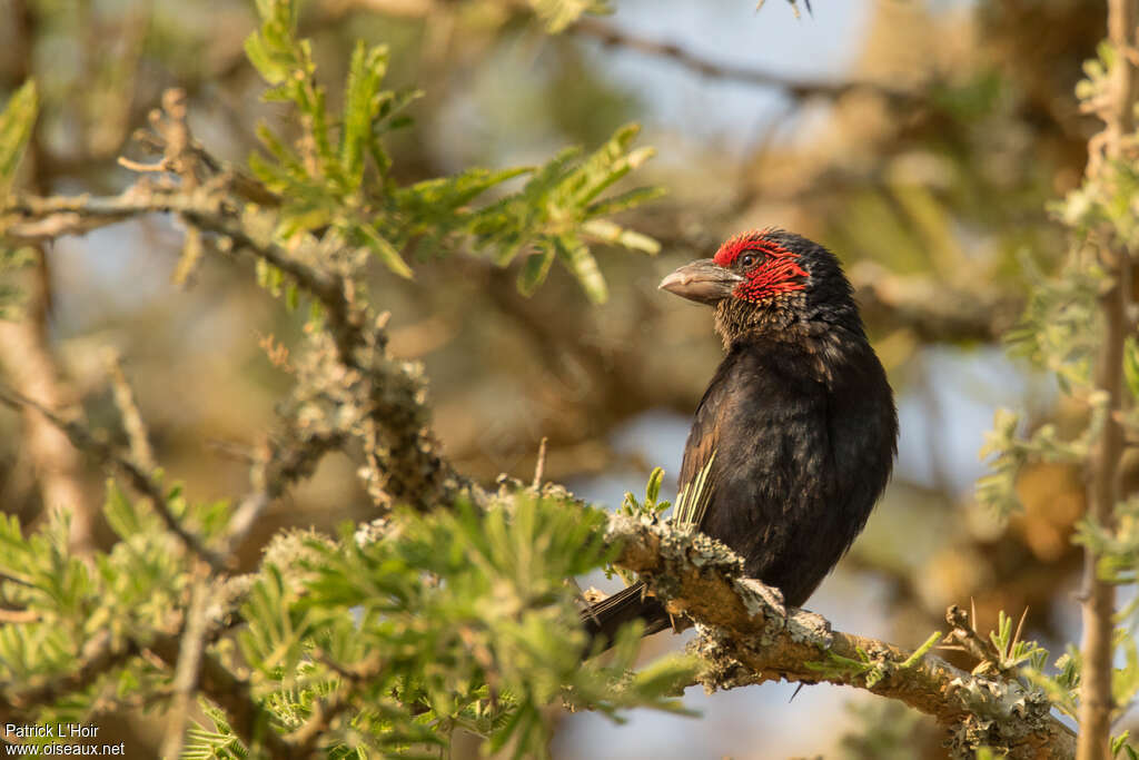 Red-faced Barbetadult, identification