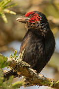 Red-faced Barbet