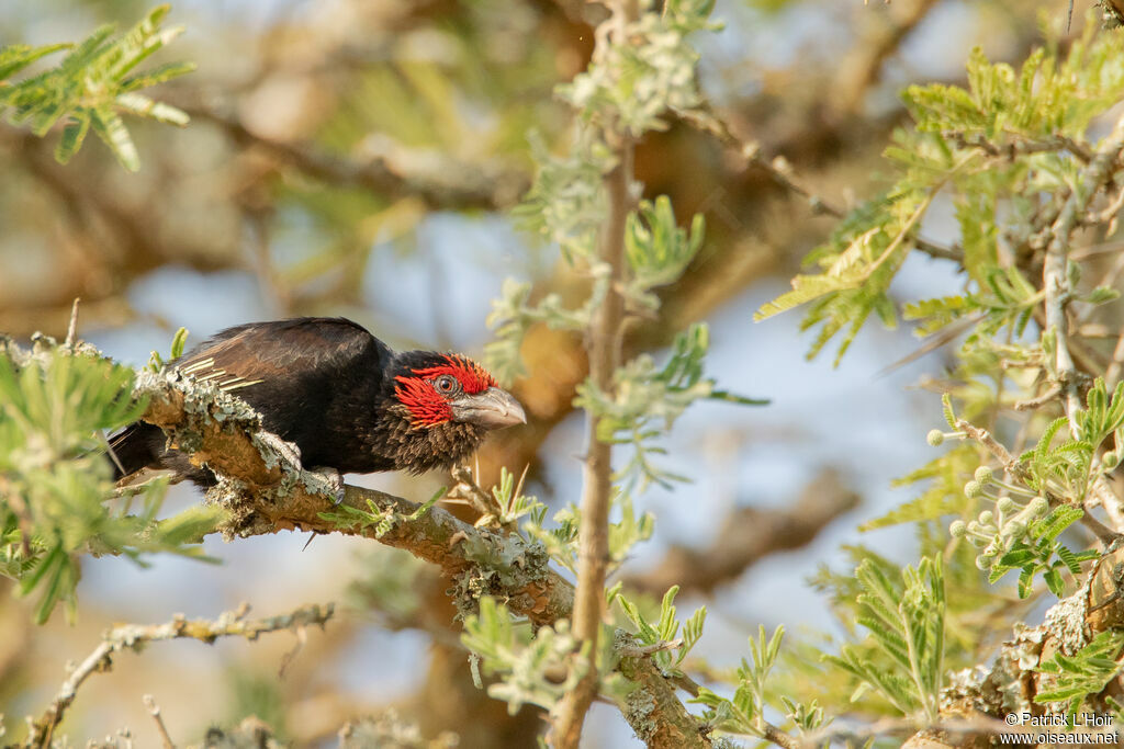 Red-faced Barbet