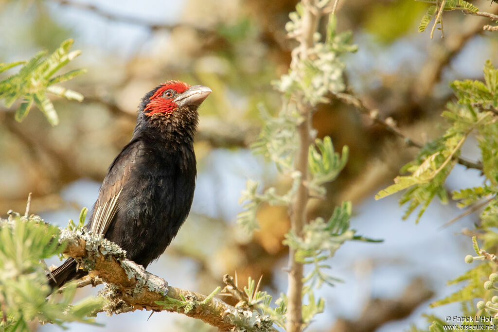 Red-faced Barbet