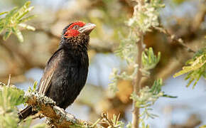 Red-faced Barbet