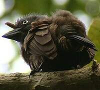 Grey-throated Barbet