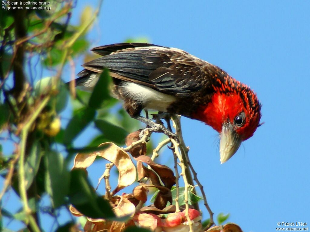 Brown-breasted Barbetadult, feeding habits