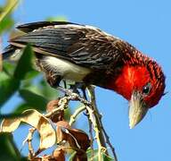 Brown-breasted Barbet