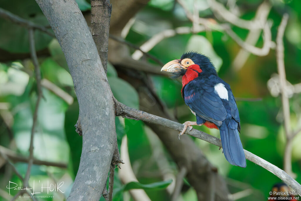 Bearded Barbet