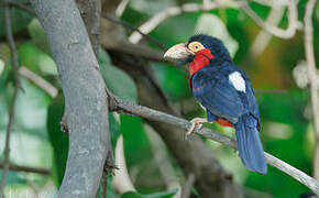 Bearded Barbet