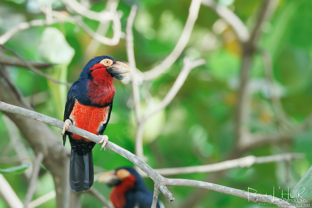 Bearded Barbet