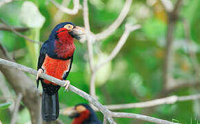 Bearded Barbet