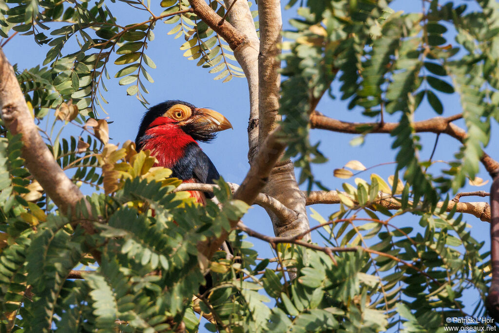 Bearded Barbet