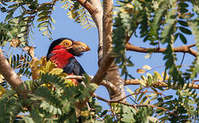 Bearded Barbet