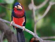 Bearded Barbet