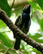 Yellow-spotted Barbet