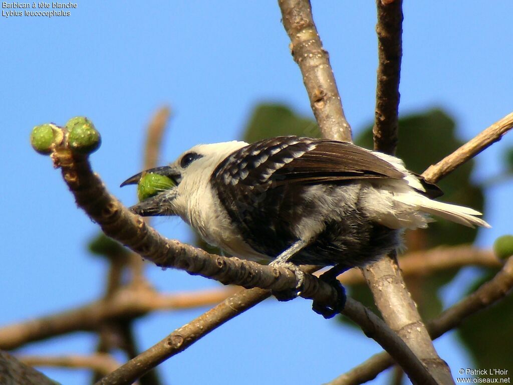 White-headed Barbetadult, identification, feeding habits