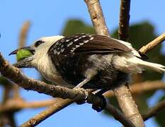 White-headed Barbet