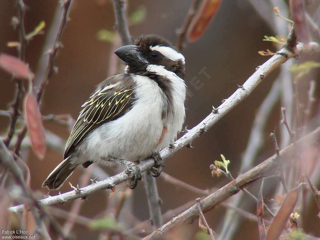 Black-throated Barbetadult, identification, Behaviour